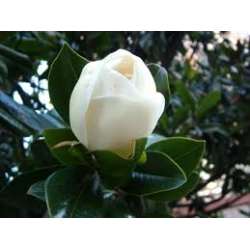 MANOLYA (grand Flora Beyaz Çiçekli)